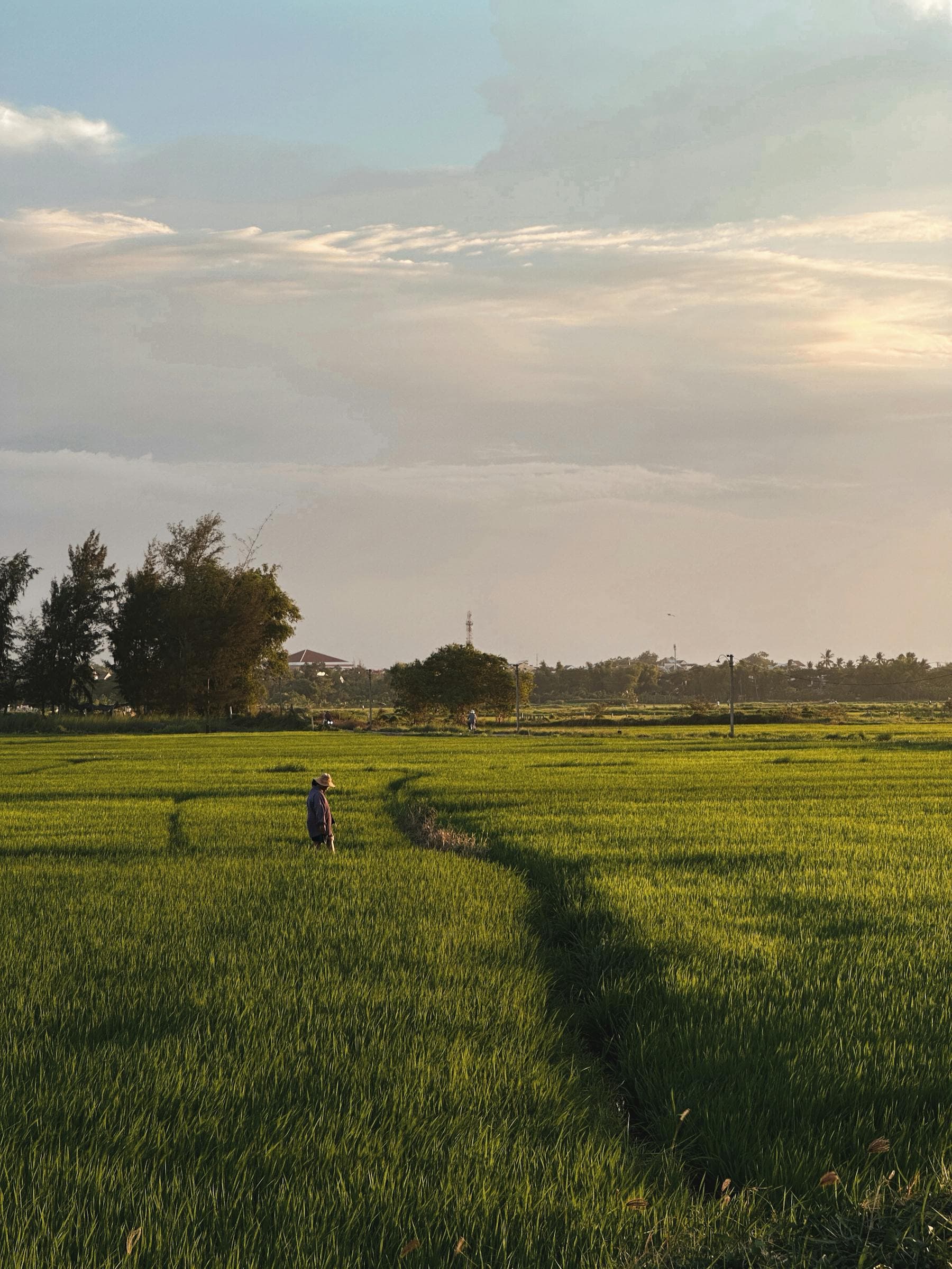 Rice paddies at golden hour outside Hội An, Vietnam — the rural countryside surrounding the south bank of the Thu Bồn River where Cẩm Nam, Cẩm Kim, and Cẩm Thanh meet between the Ancient Town and the South China Sea
