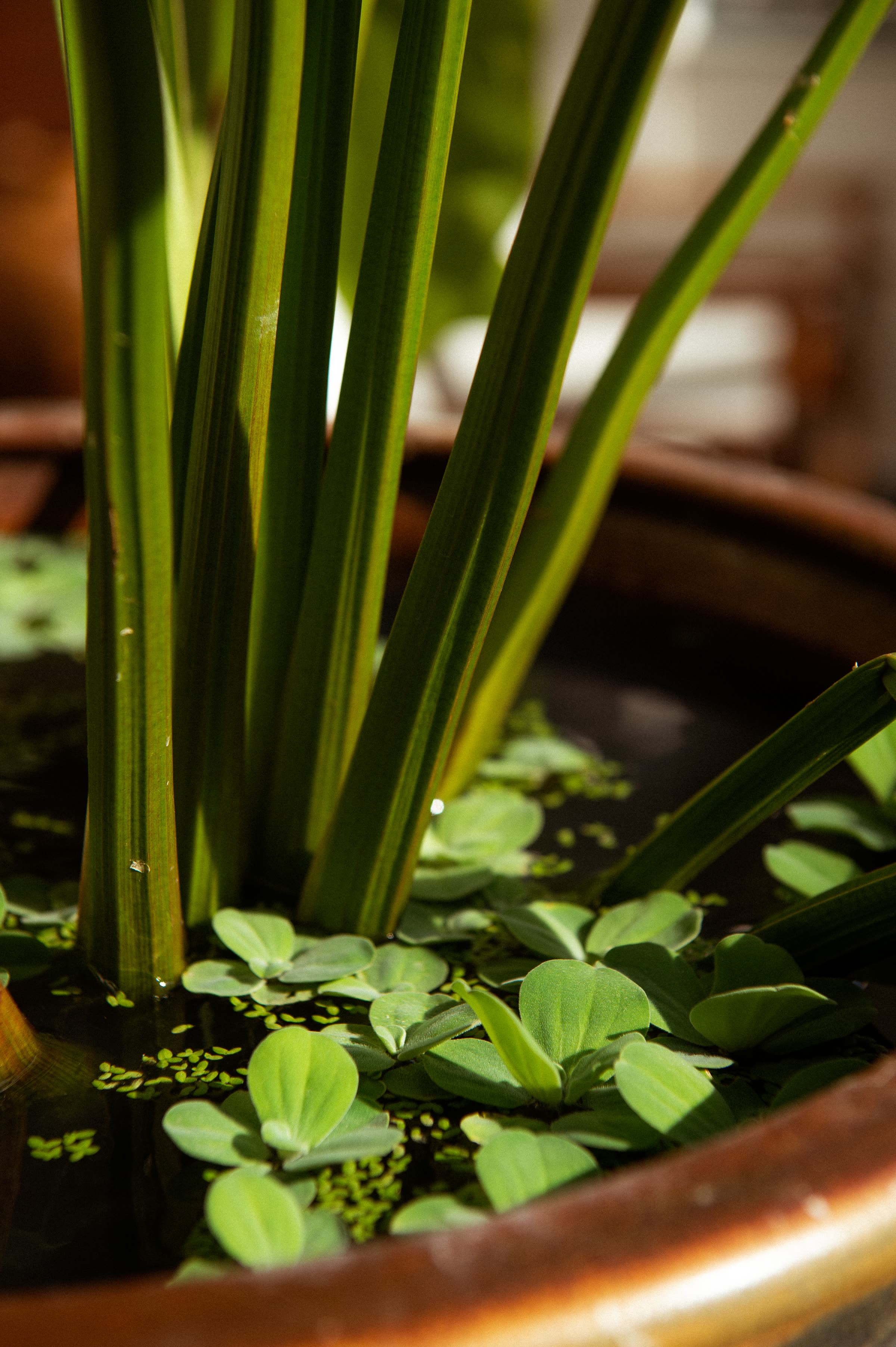 A copper water bowl planted with rushes and floating greenery outside the guest rooms at Nghê Prana