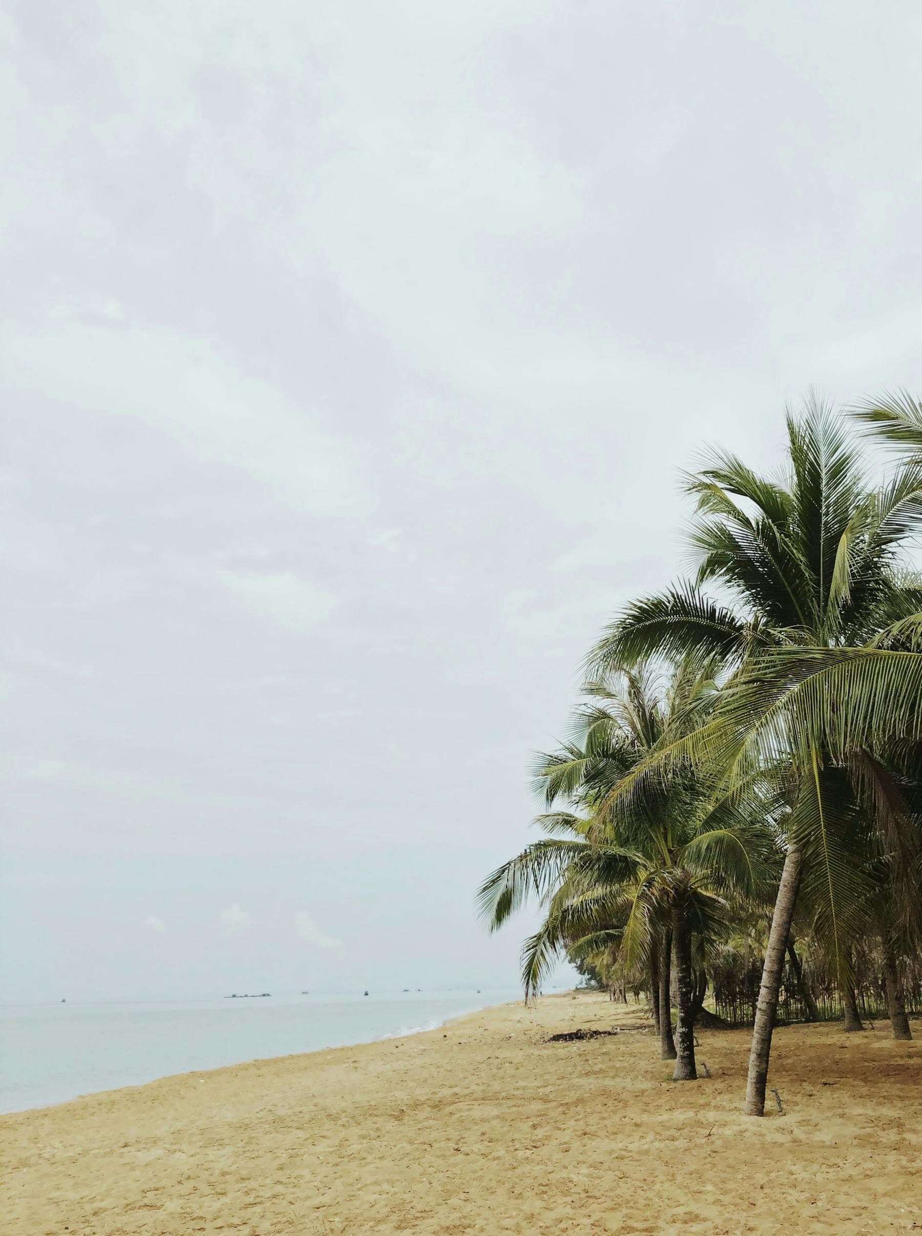 Coconut palms leaning over the golden sand of An Bàng Beach with fishing boats on the horizon — twenty-five minutes by bicycle from Nghê Prana, a Hoi An riverside hotel