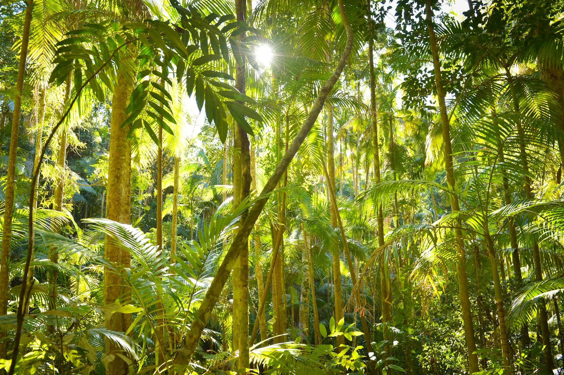 Sunlight filtering through tropical jungle canopy with vibrant green leaves — Earth Day Nghe Prana sustainability eco hotel Hoi An since 2019