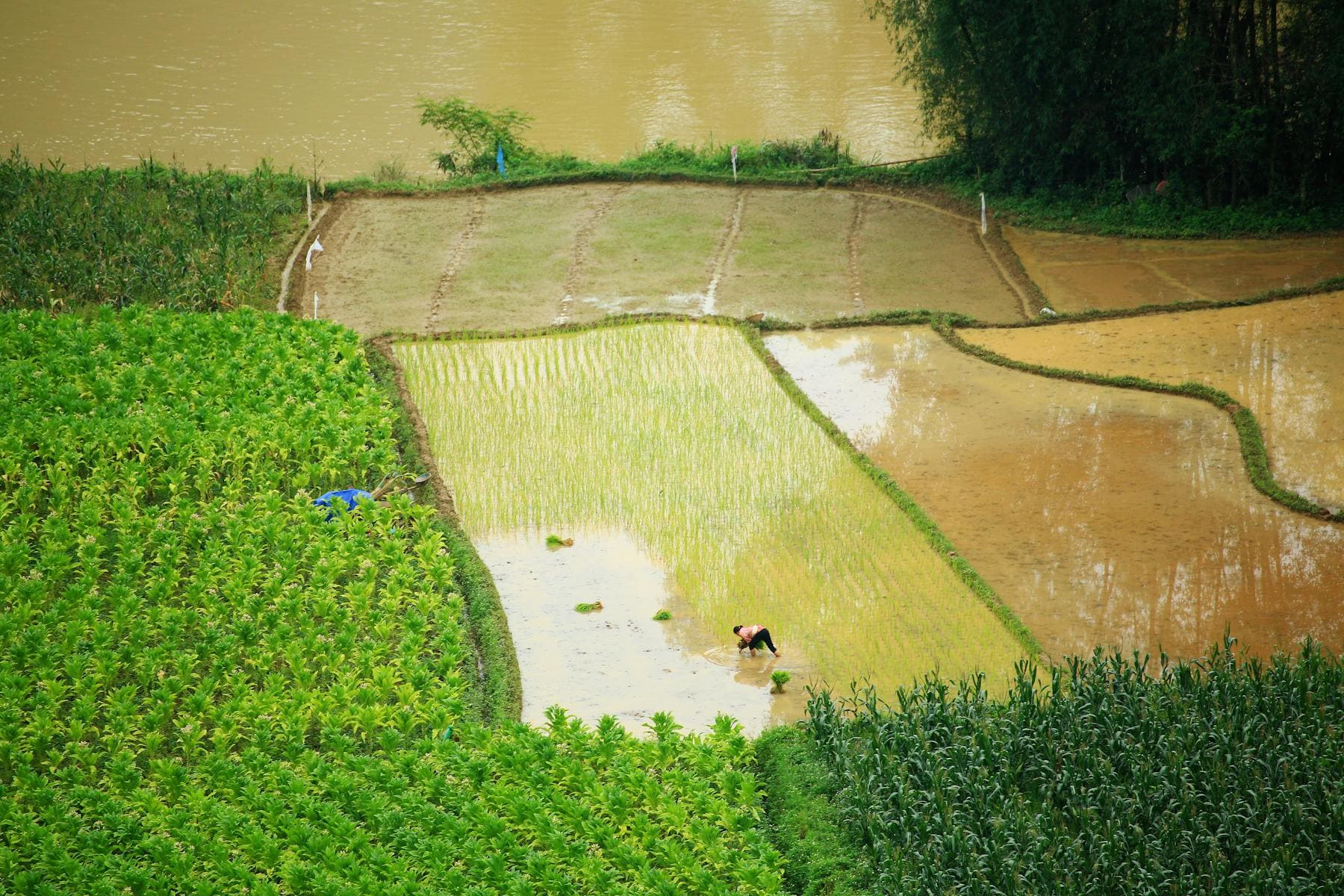 Aerial view of rice paddies meeting a brown river with a farmer at work — what riverside actually means at Hội An hotels along the Thu Bồn